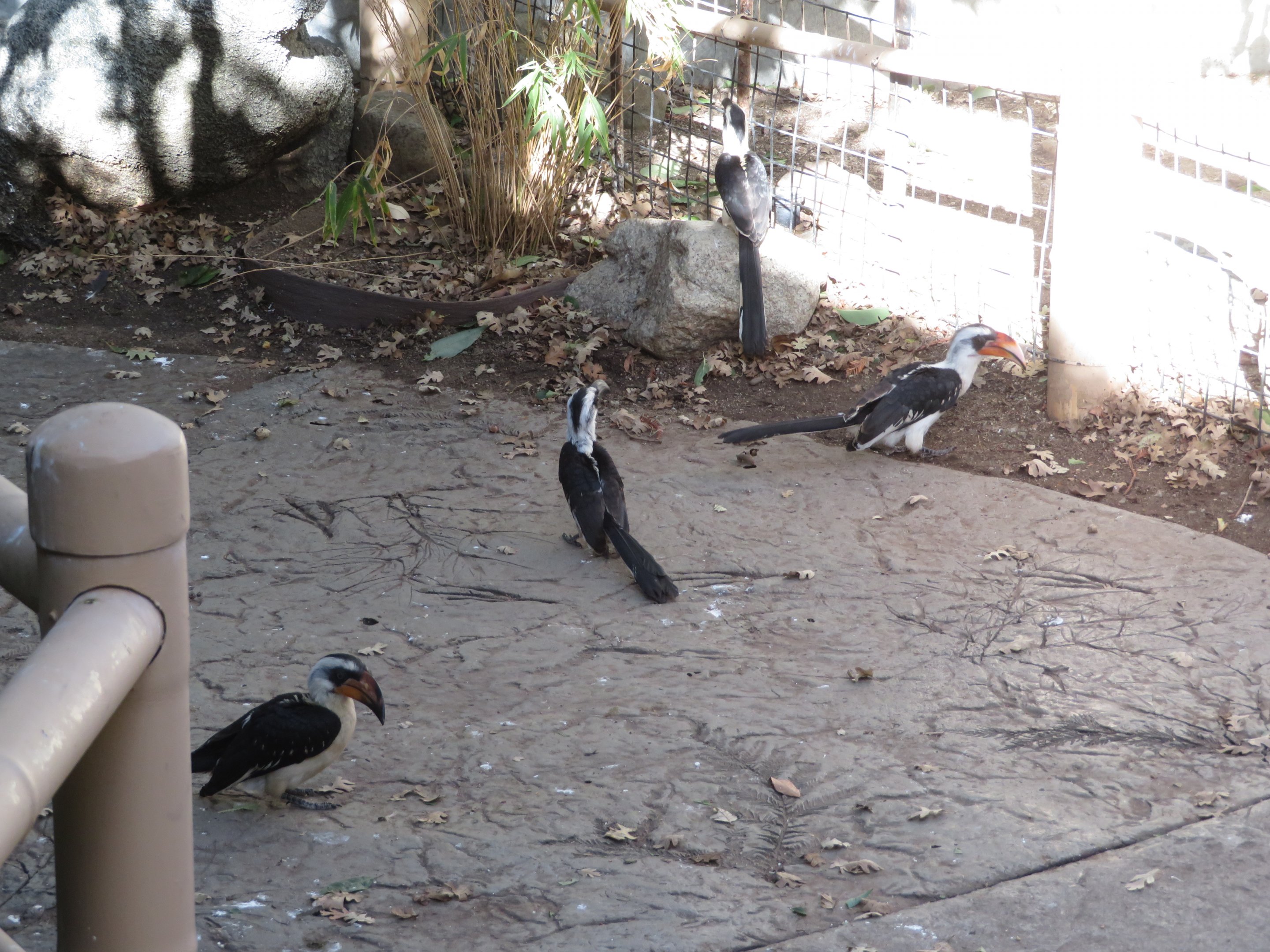 Von der Decken's Hornbills