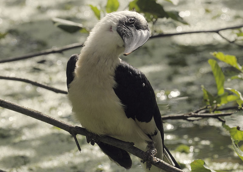 von der Deckens hornill