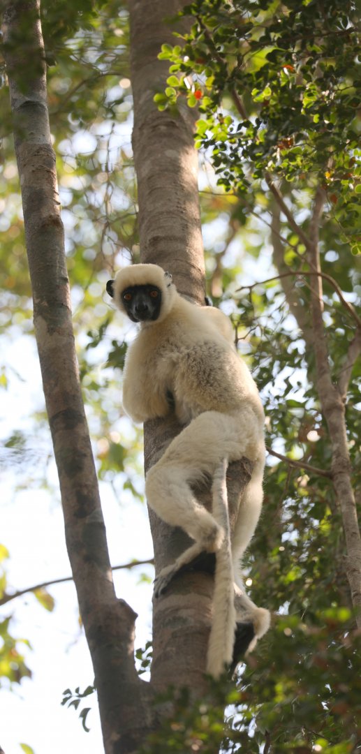 Von der Decken's sifaka (Propithecus deckenii)