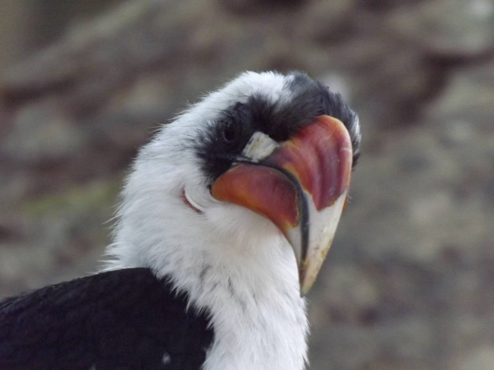 Von der Deckon's hornbill
