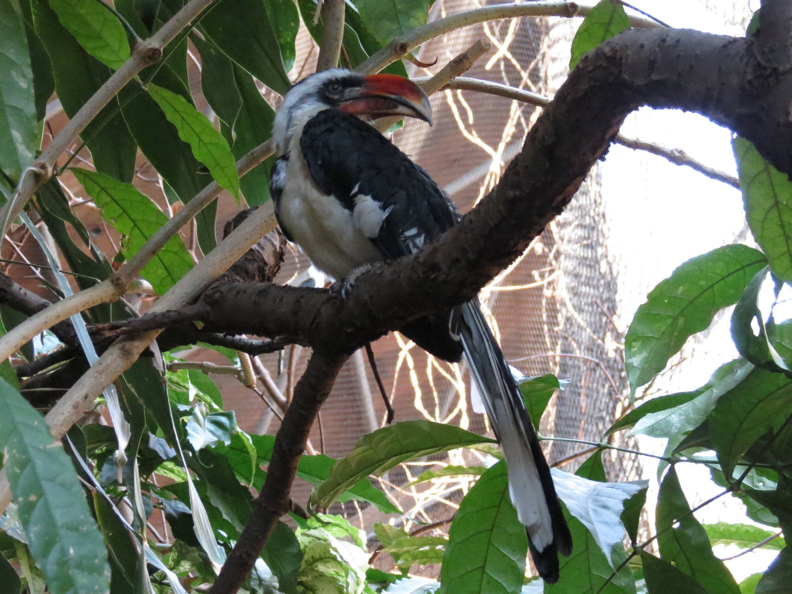 Von Der Doecken's Hornbill