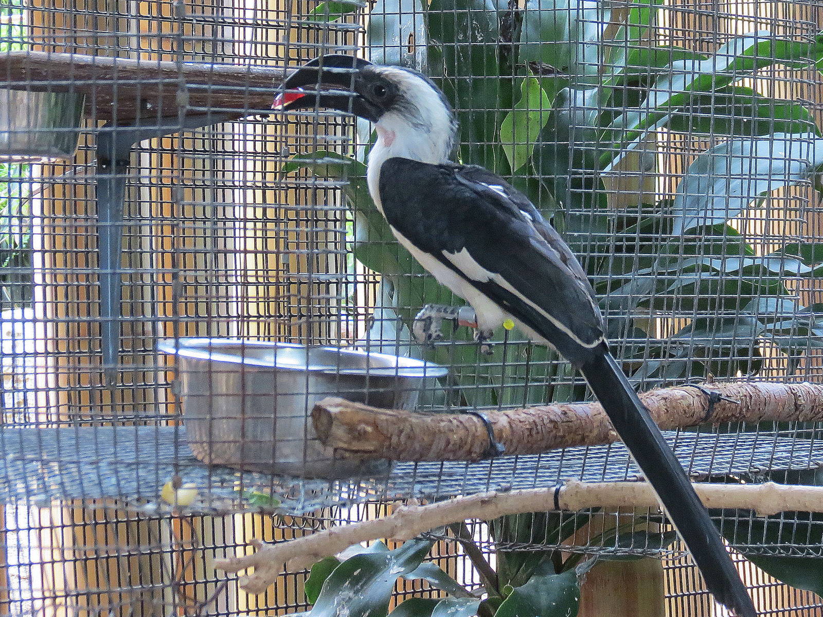 Von der Doeckens Hornbill