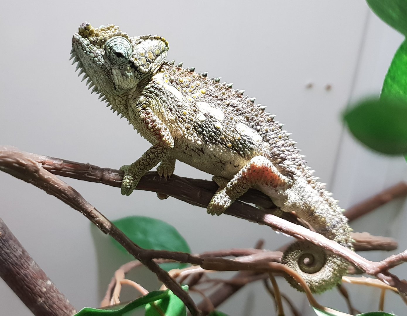 Von Höhnel's chameleon - Trioceros hoehnelii