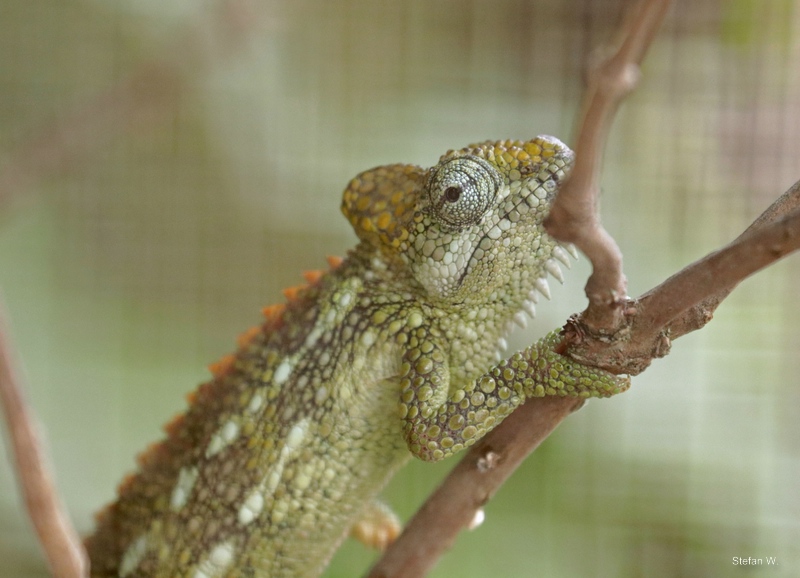 von Höhnel's chameleon (Trioceros hoehnelii)