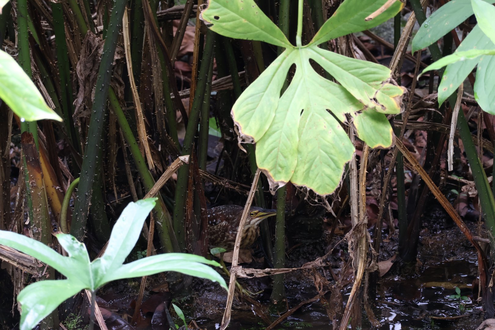 Von Schrenck's Bittern (Botaurus eurhythmus)