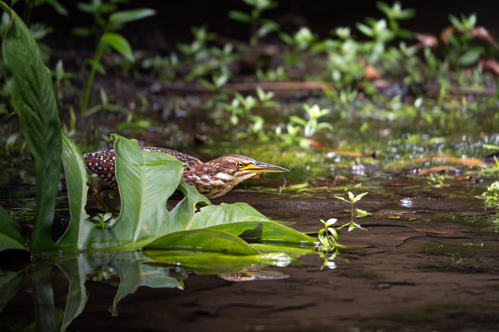 Von Schrenck's Bittern ~ Sungei Buloh Wetlands Reserve