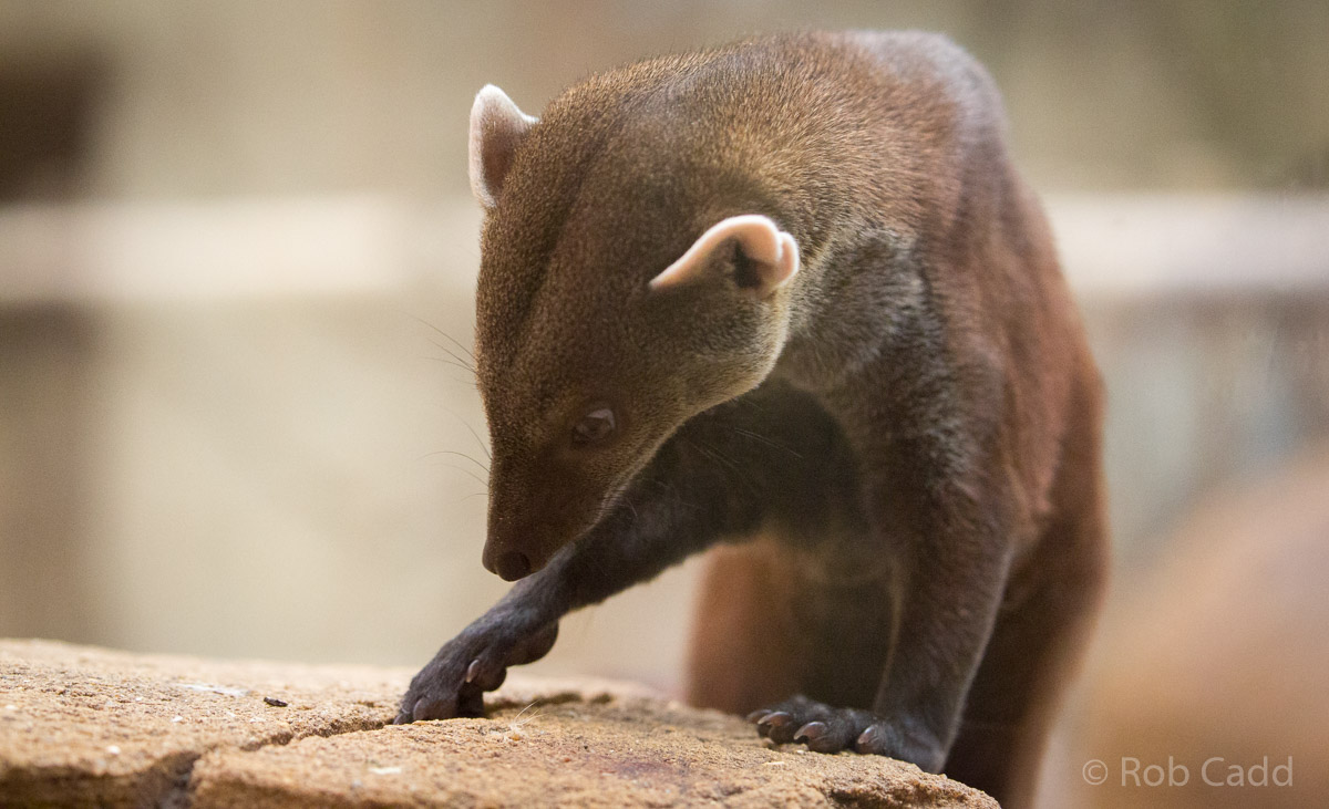 Vontsira / ring-tailed mongoose : RSCC : 28 Aug 2015