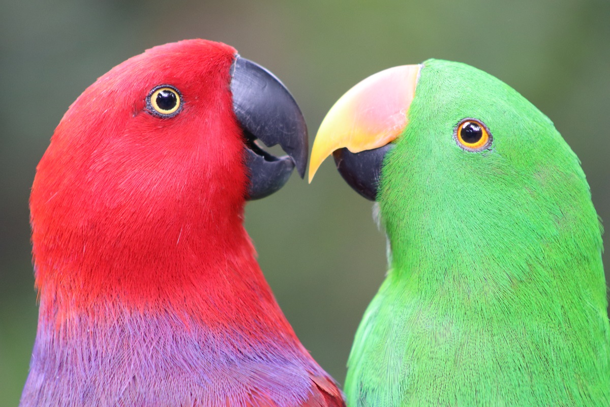 Vosmaer's Eclectus (Eclectus roratus vosmaeri)