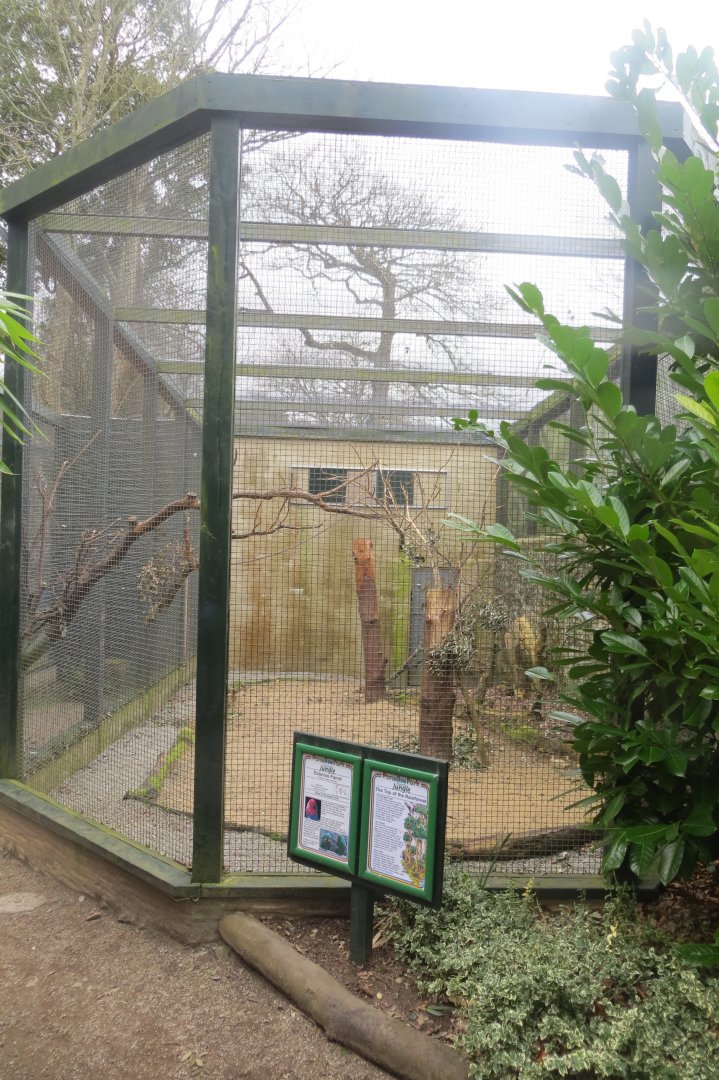 Vosmaer's eclectus parrot aviary 190219