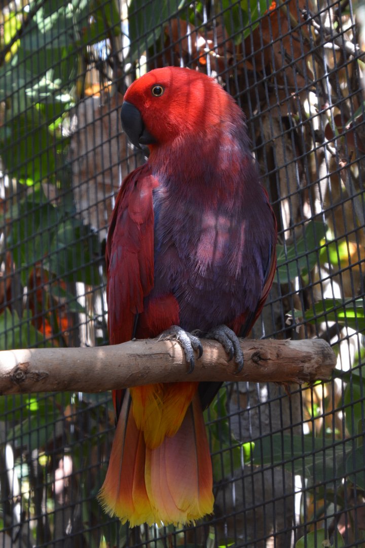 Vosmaer's eclectus parrot (Eclectus roratus vosmaeri) - female