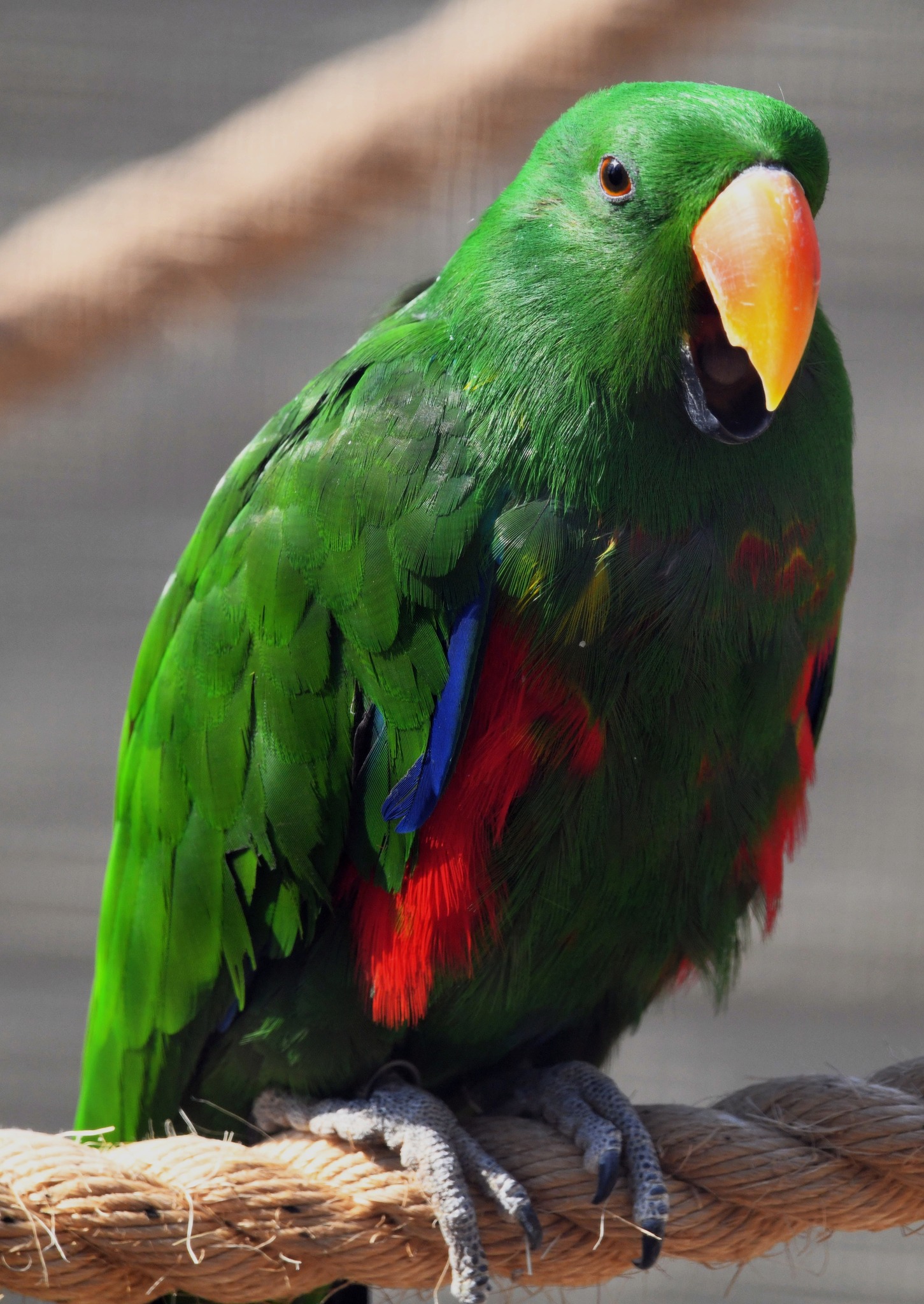 Vosmaer's Eclectus Parrot - Eclectus roratus vosmaeri