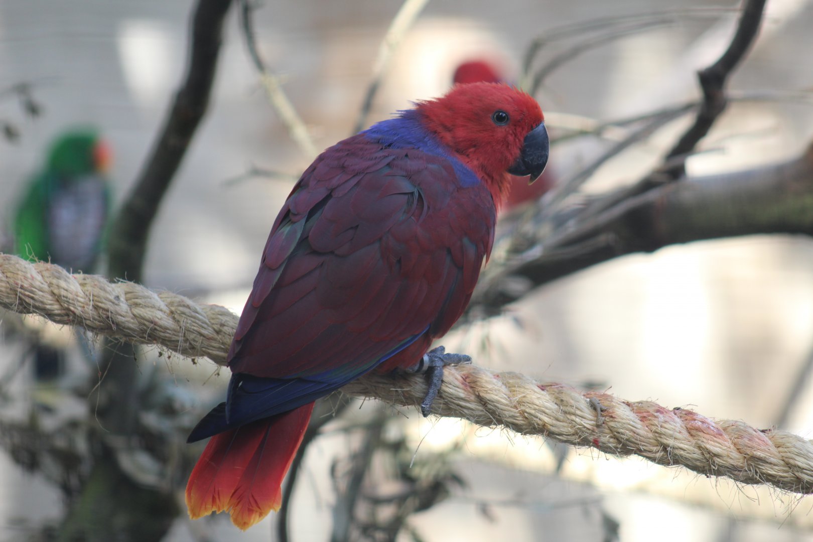 Vosmaer's Eclectus Parrot