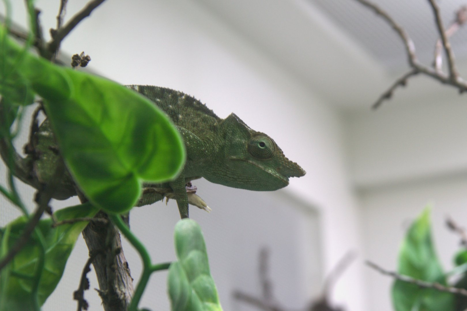 Vosseler's Blade-horned Chameleon (Kinyongia vosseleri), 10-09-25