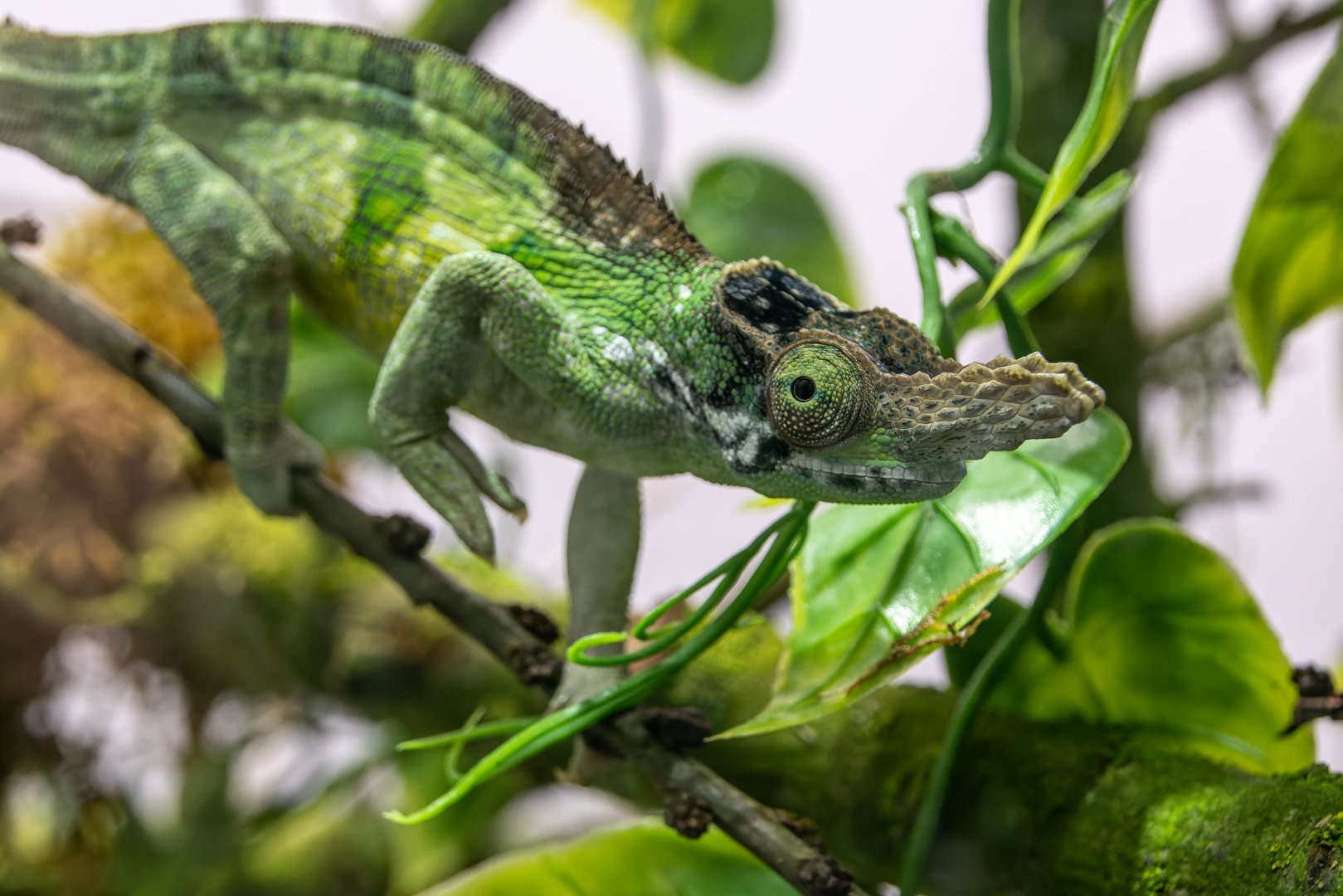 Vosseler's blade-horned chameleon (Kinyongia vosseleri) - only in Vienna!