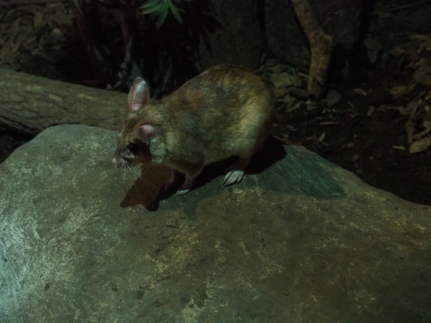 Votsotsa or Malagasy giant jumping rat (Hypogeomys antimena)
