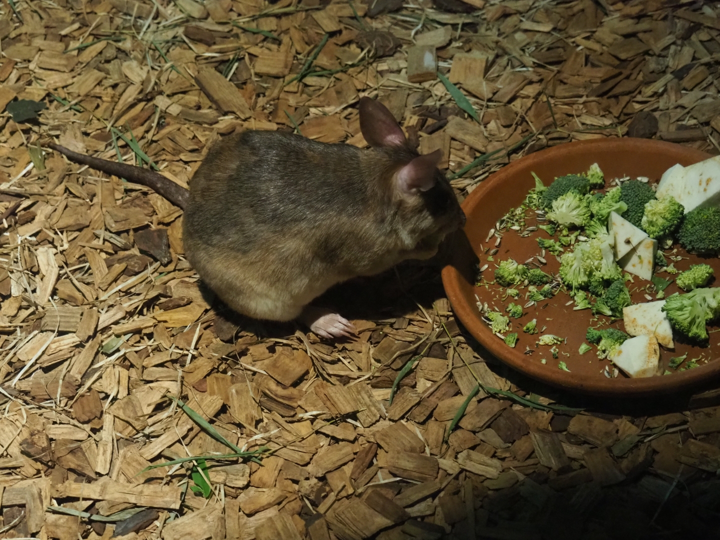 Votsotsa or Malagasy giant jumping rat (Hypogeomys antimena)