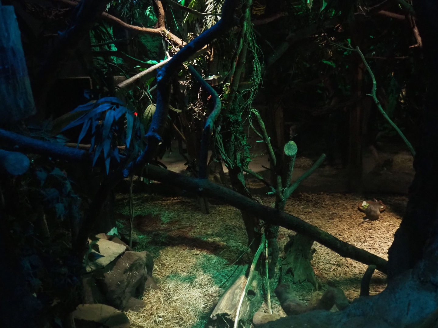 Votsotsa/Senegal bushbaby exhibit