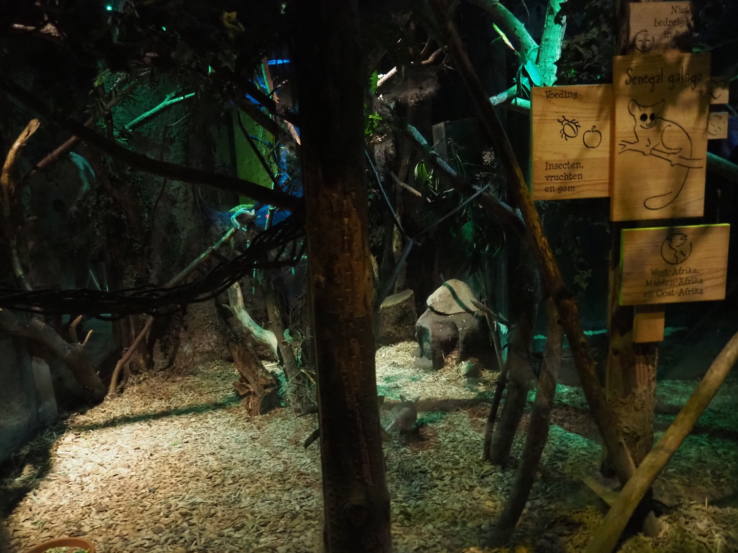 Votsotsa/Senegal bushbaby exhibit