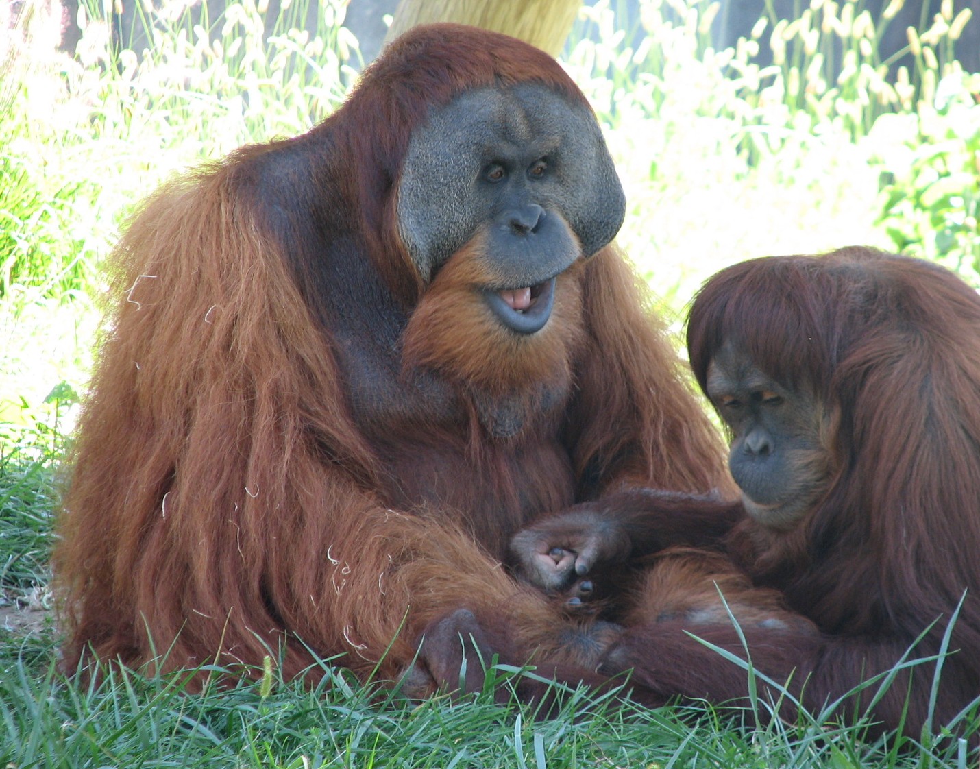 Voyage to Australia and the Islands - Orangutans