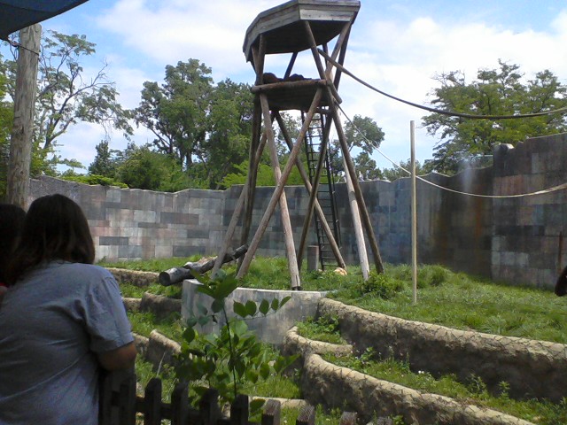 Voyage to Australia and the Islands- Part of the Sumatran Orangutan exhibit