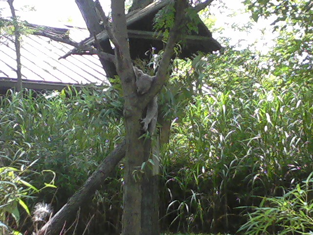 Voyage to Australia and the Islands- Queensland Koala