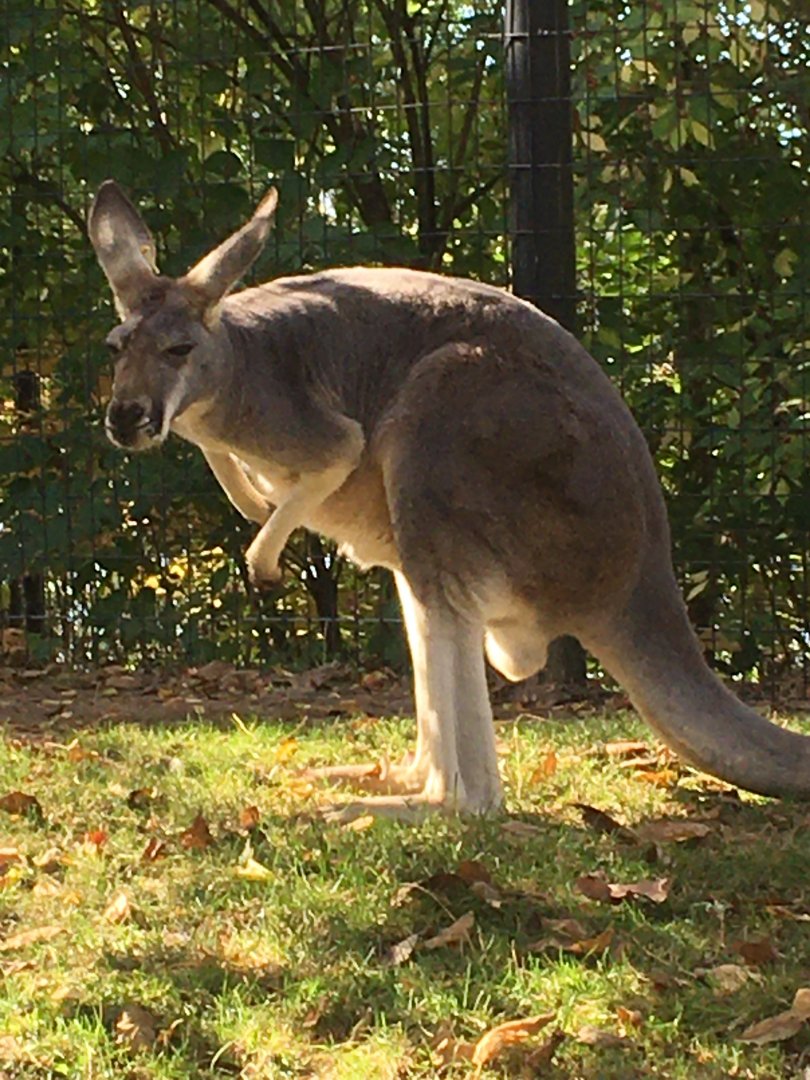 Voyage to Australia & the Islands - Red Kangaroo
