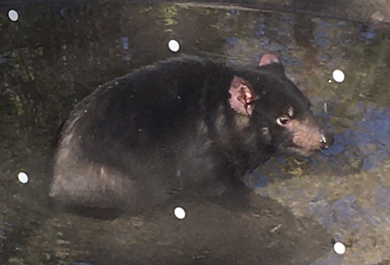 Voyage to Australia & the Islands - Tasmanian Devil