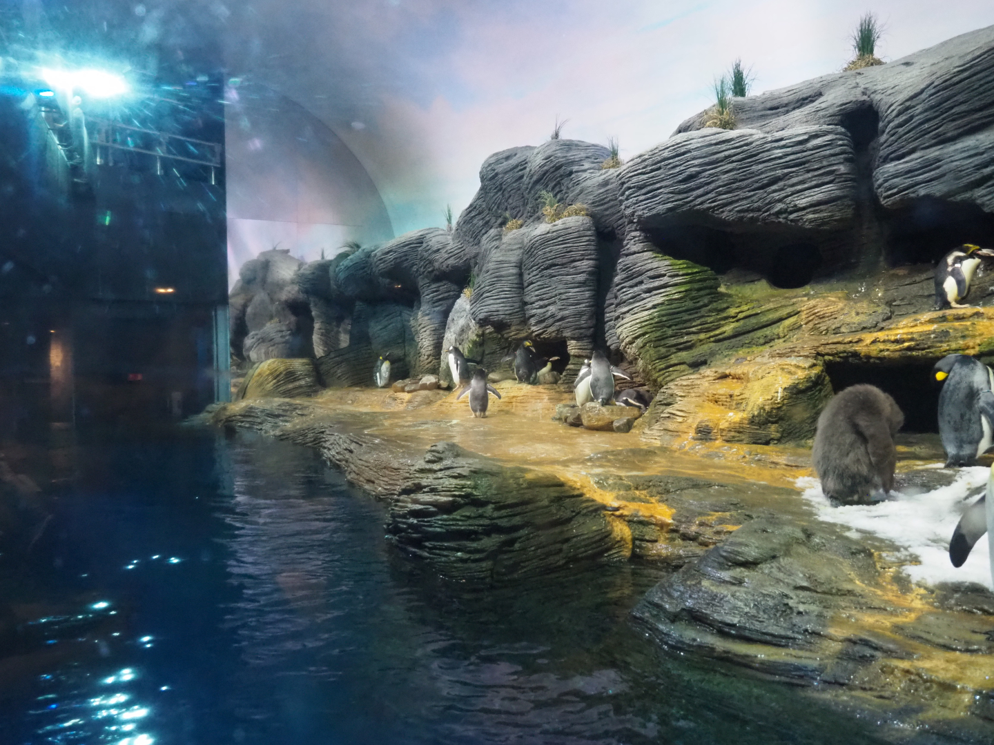 Vriesland - King penguin, Macaroni penguin and Subantarctic gentoo penguin exhibit, 2020-05-24