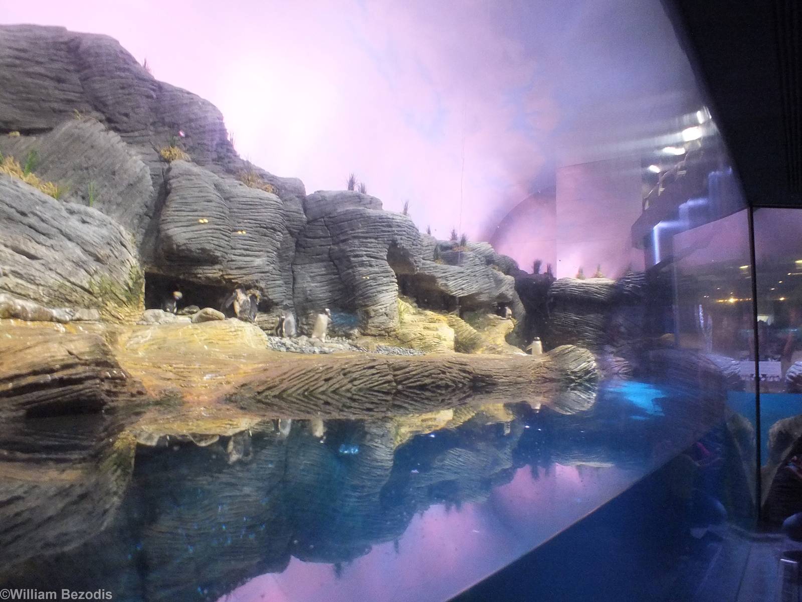 'Vriesland' Penguin Enclosure