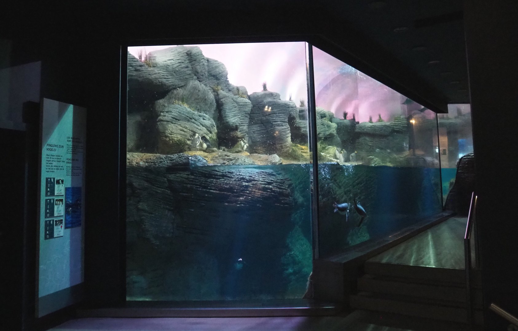 Vriesland - Subantarctic penguin exhibit, 2021-07-17