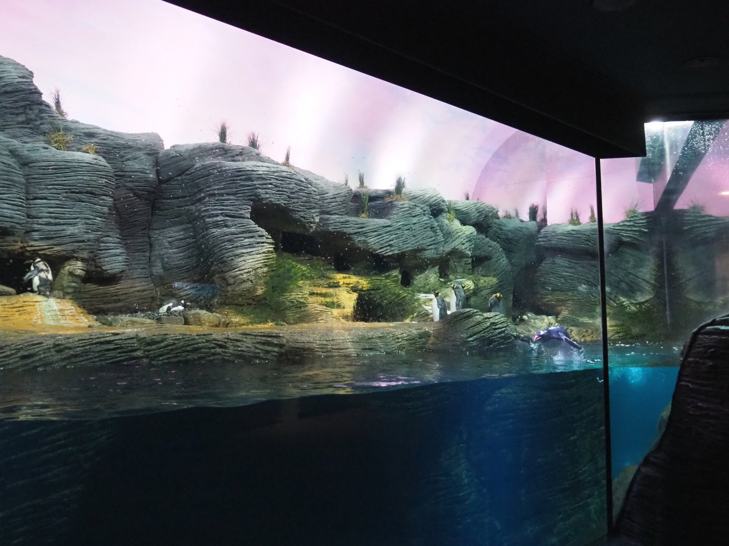 Vriesland - Subantarctic penguin exhibit, 2021-07-17