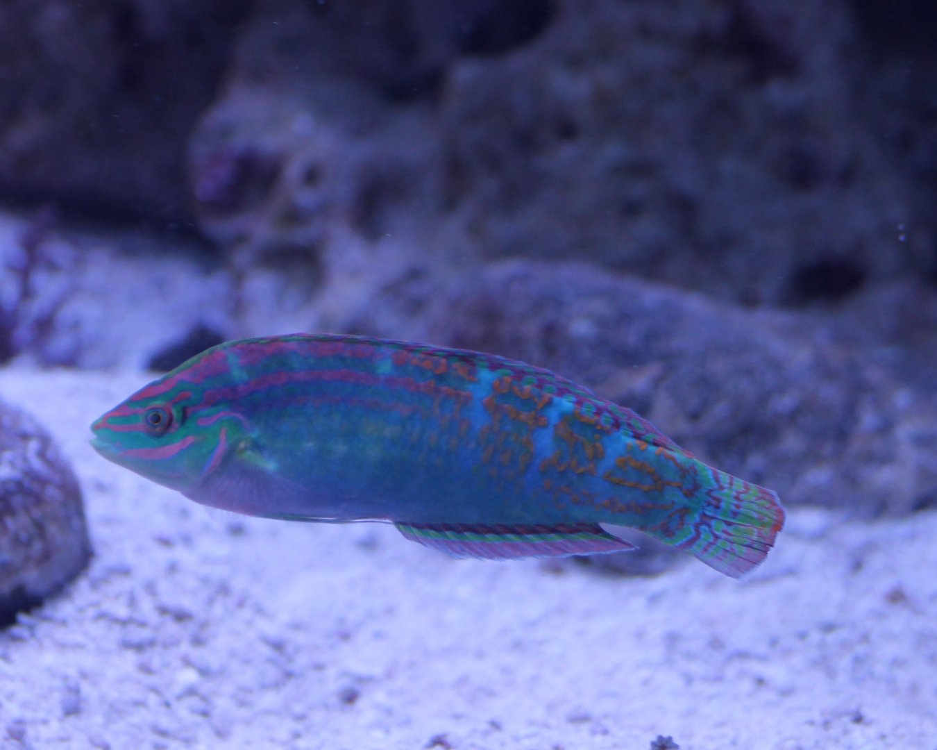Vrolik's wrasse - Halichoeres vrolikii - male