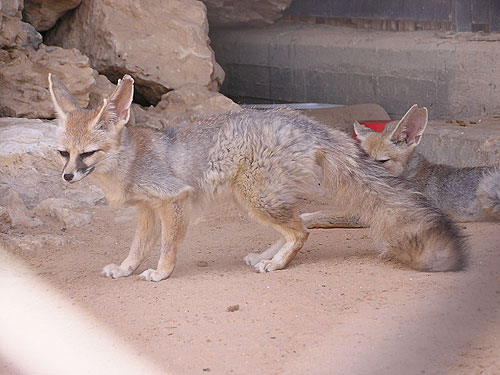 Vulpes cana at Negev Zoo - uploaded on behalf of alexkant