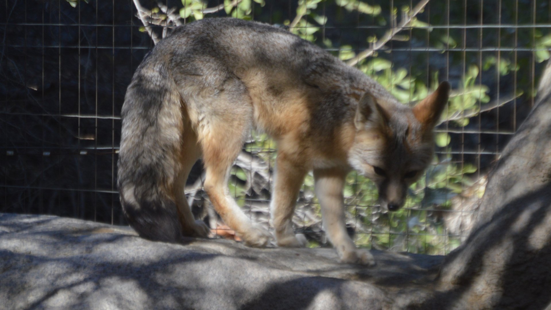 Vulpes macrotis (no idea what subspecies)