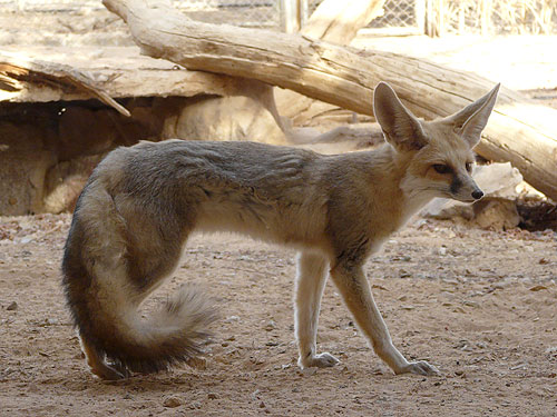 Vulpes rueppelli at Hai Bar Yotvata - uploaded on behalf of alexkant