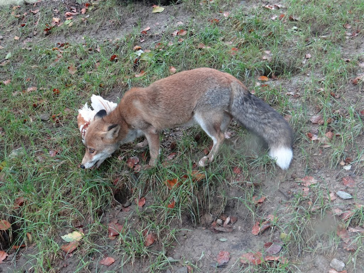 Vulpes vulpes