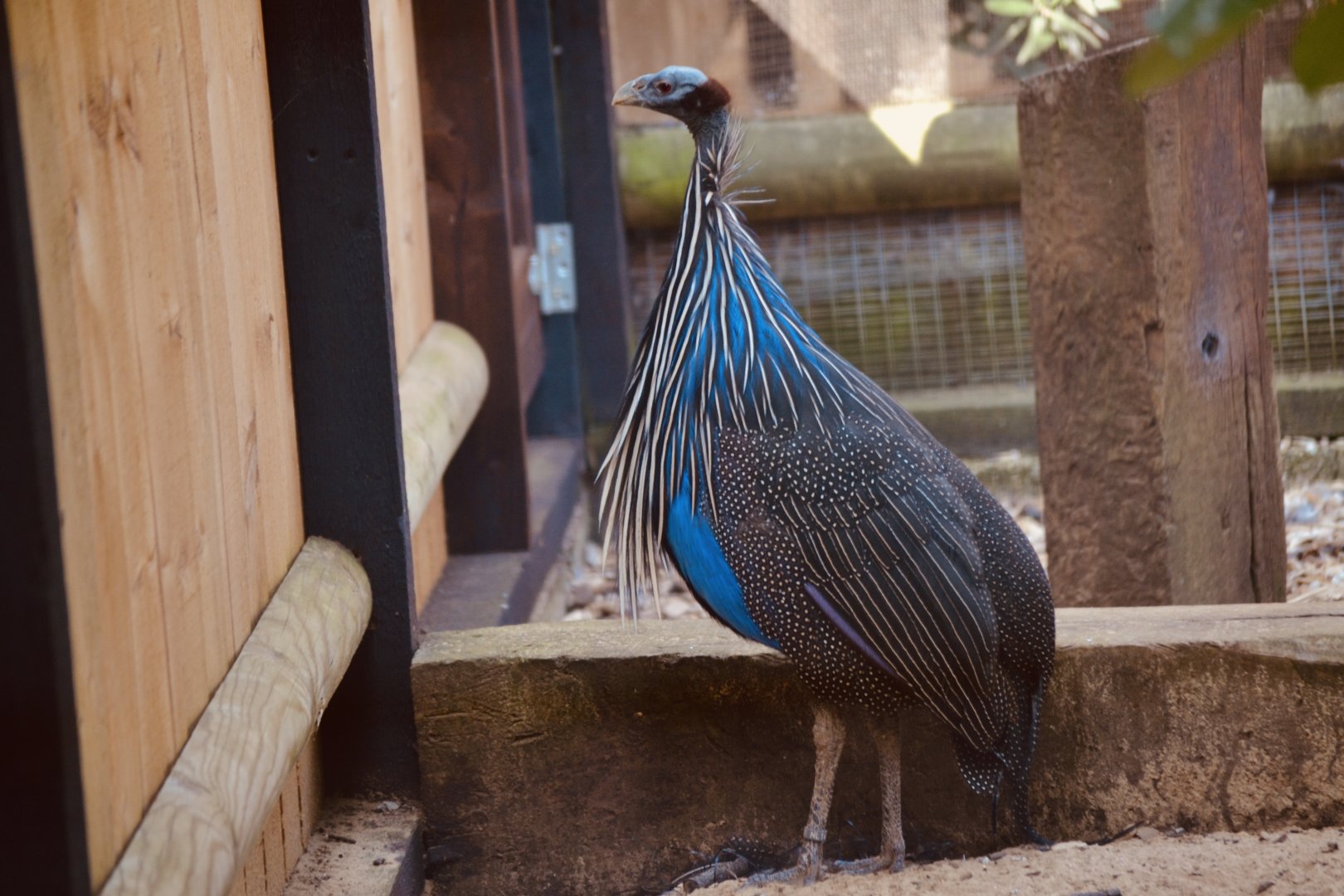 Vulterine Guinea Fowl - September 2020