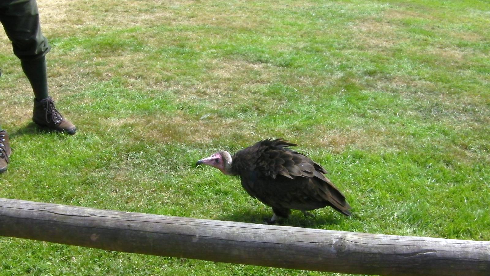 Vulture - 03.08.2011