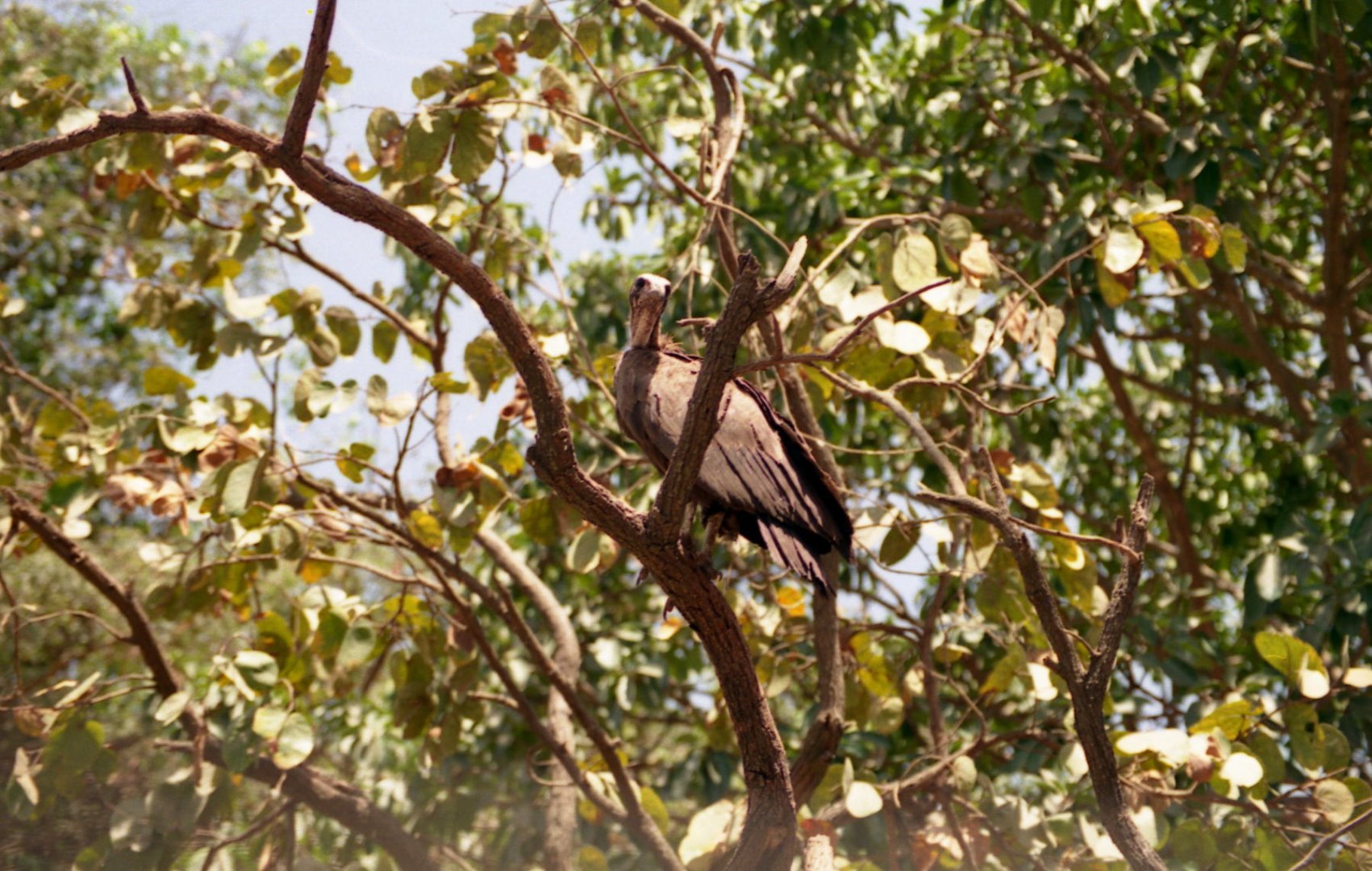 Vulture, Abuko Nature Reserve 1996