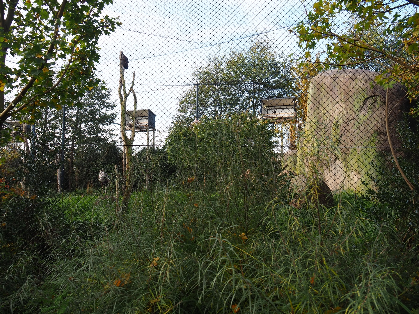 Vulture and large bird aviary (Nov 10th, 2018)