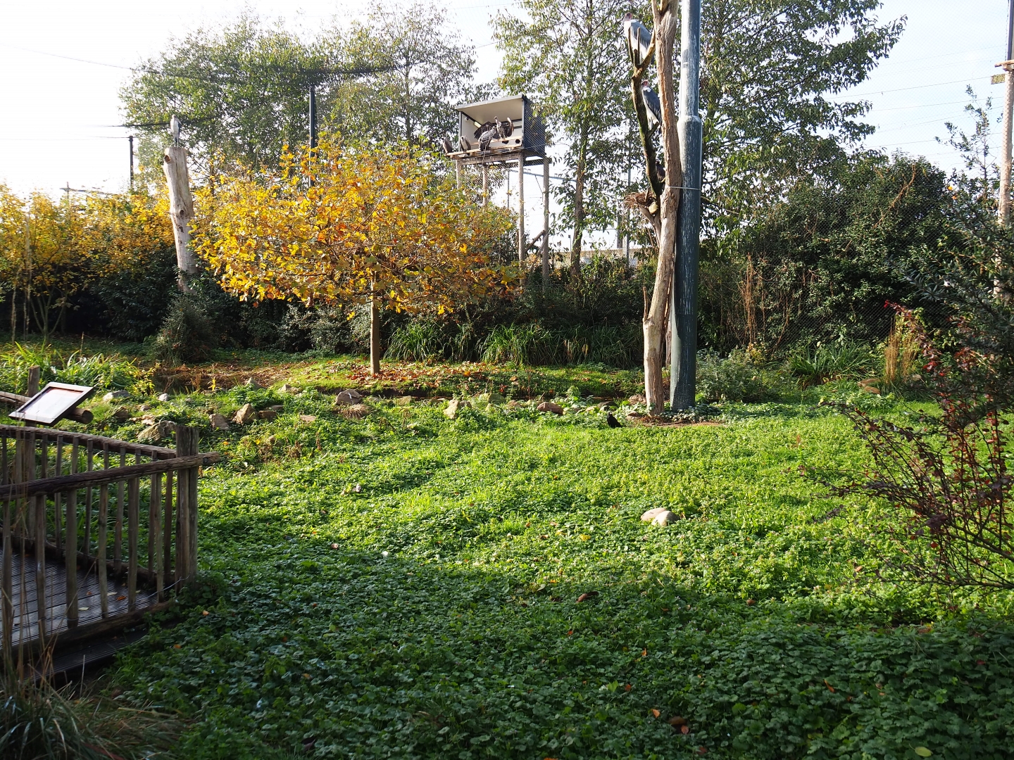 Vulture and large bird aviary (Nov 10th, 2018)