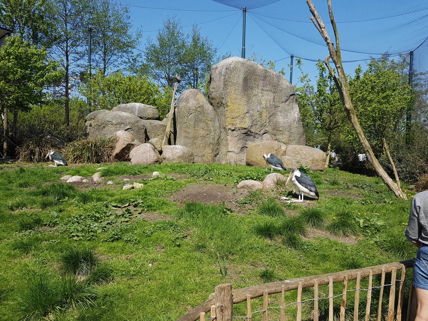 Vulture and Marabou-rock