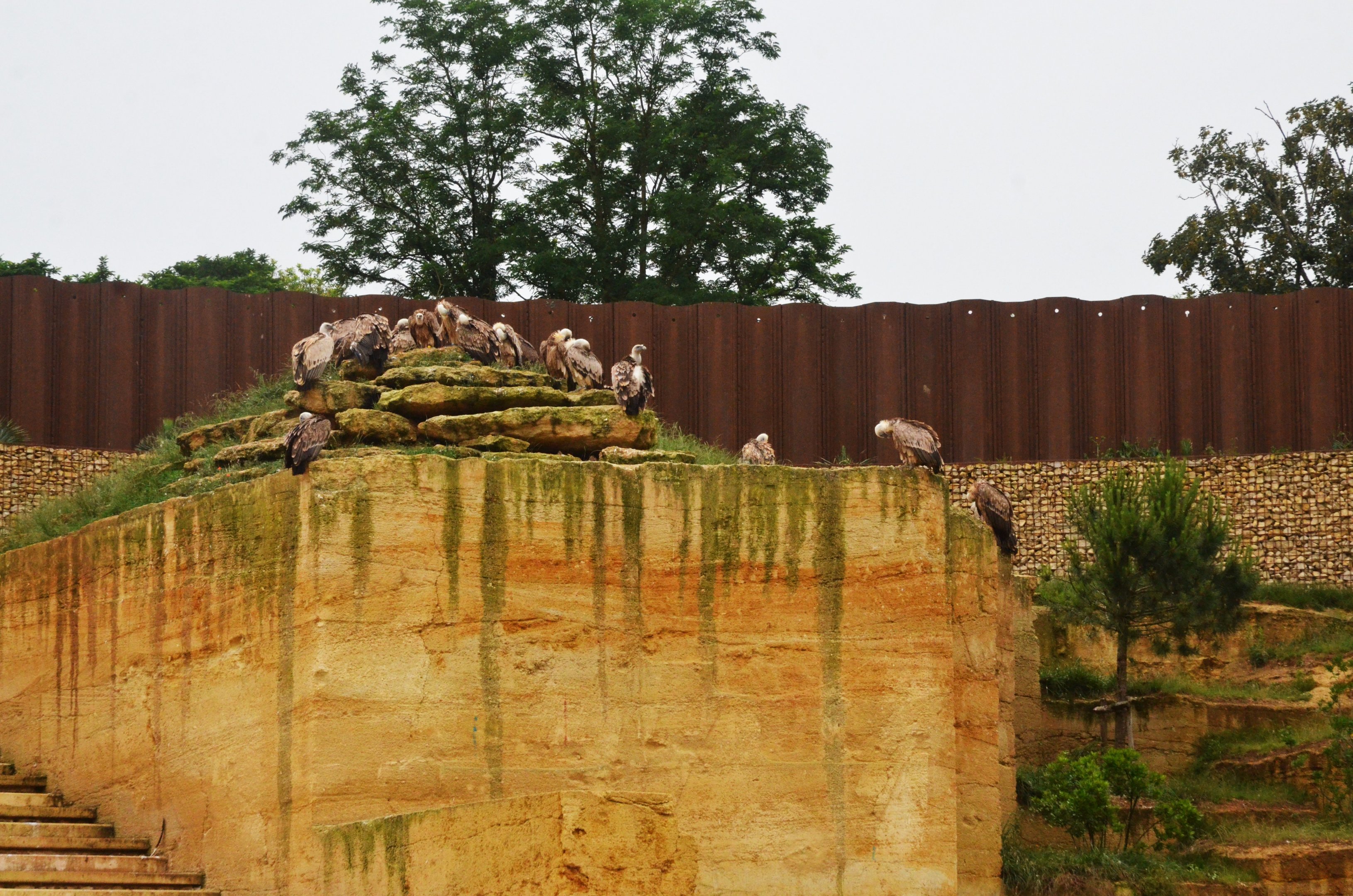 Vulture and Marmot Enclosure at Doué-la-Fontaine, 15/06/18