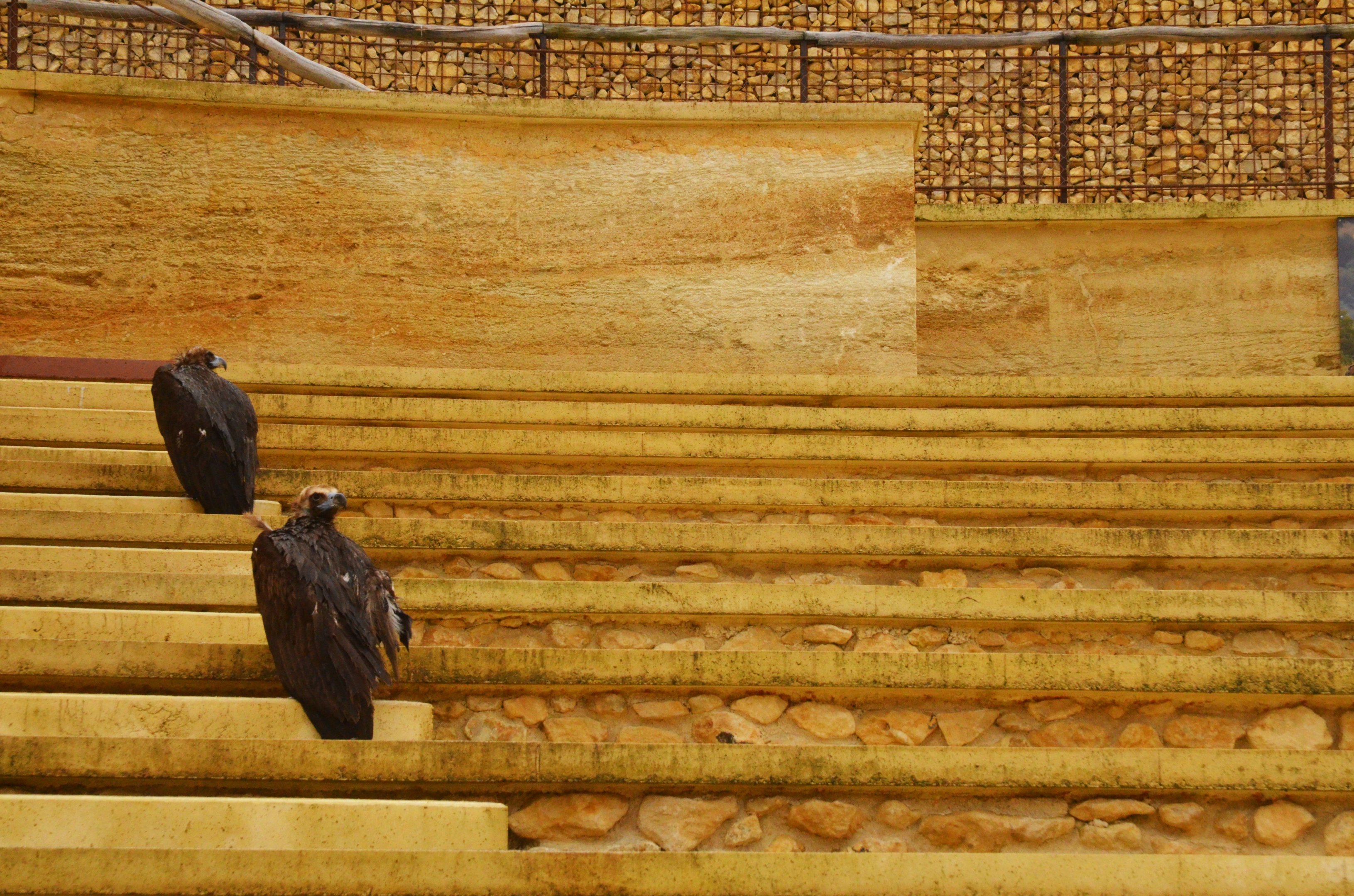 Vulture and Marmot Enclosure at Doué-la-Fontaine, 15/06/18
