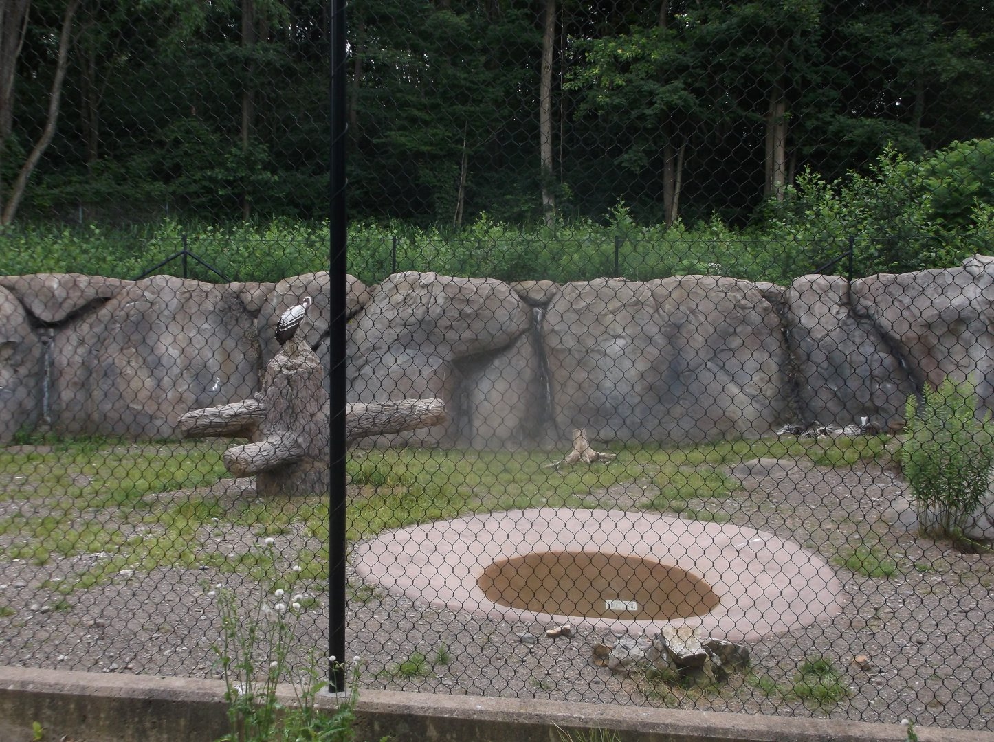 Vulture and Porcupine enclosure