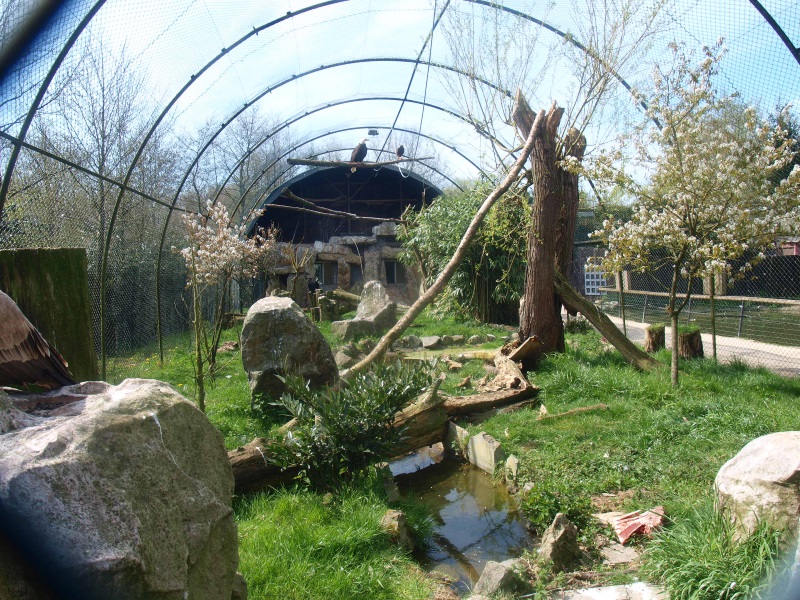 Vulture and raptor aviary (April 19th, 2015)