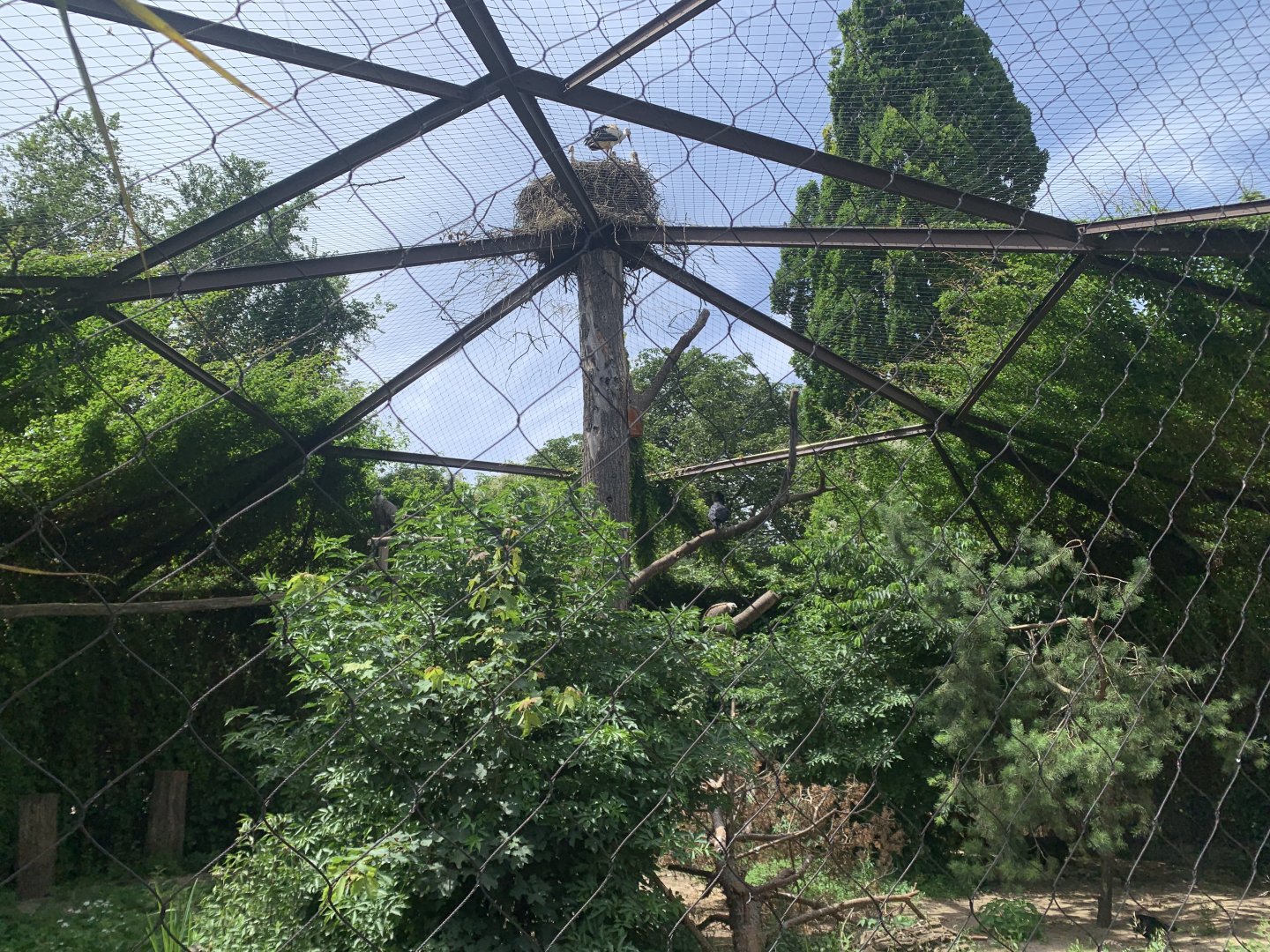 Vulture and raven aviary