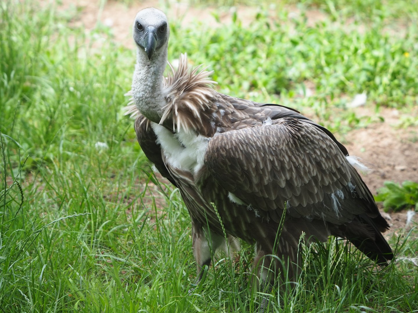 Vulture at Beekse Bergen