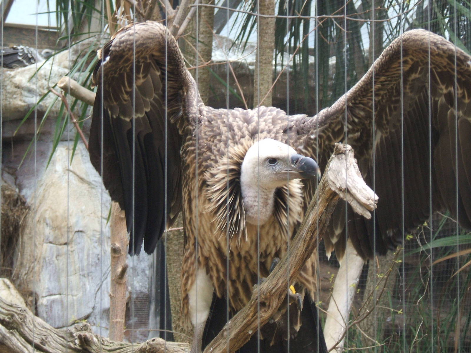 Vulture at London Zoo