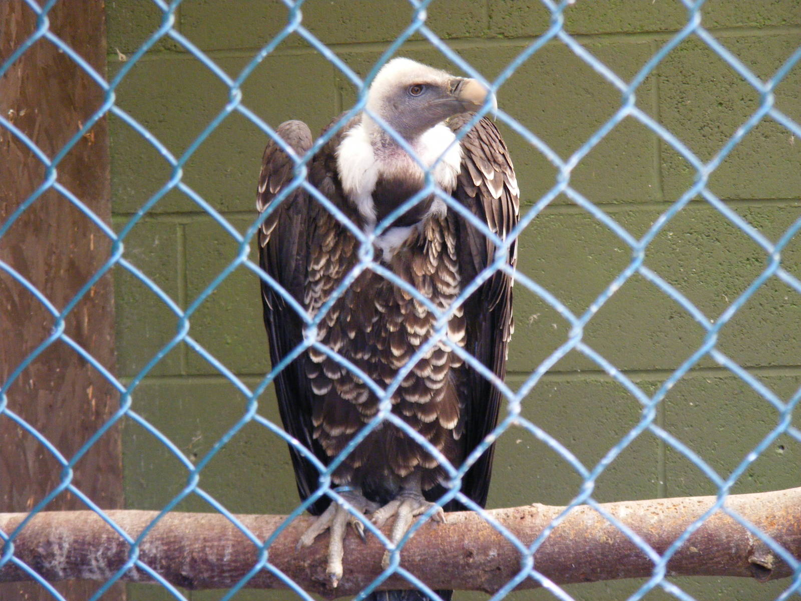 Vulture at Trotters World of Animals, 15 May 2010